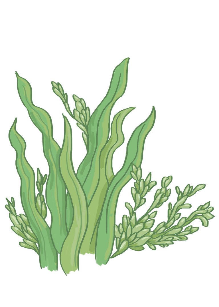 seaweed-2 – The Oracle