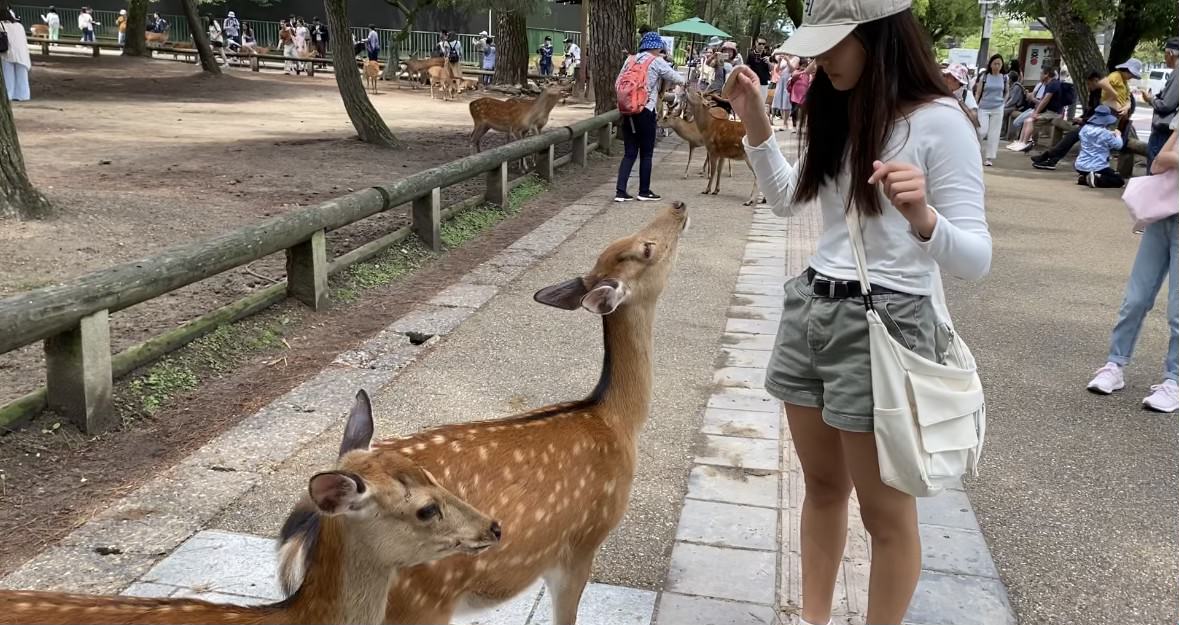 Junior Olivia Lu feeds deer in a local deer park.
